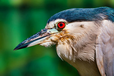 Close-up of a bird