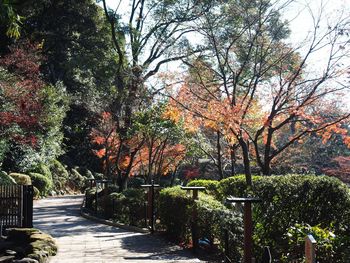 Autumn trees against sky
