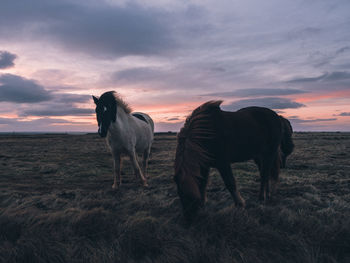 Horses standing in a field