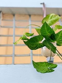 Close-up of green leaves on table