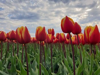 View of tulips on field against cloudy sky