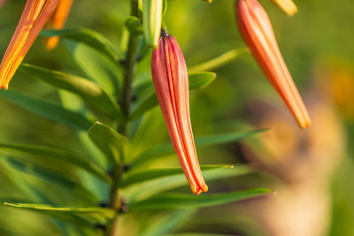 Close-up of red flowering plant