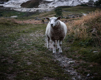 Portrait of sheep standing on field