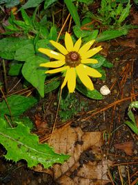 High angle view of yellow flowering plant on field