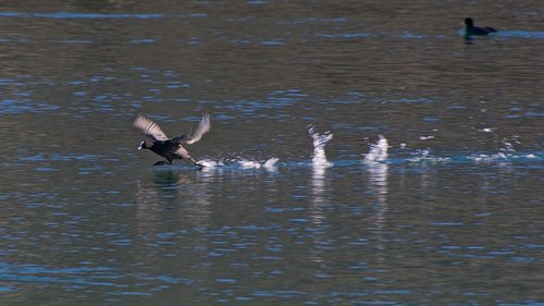Ducks swimming in lake