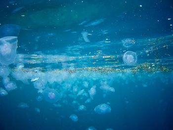 View of jellyfish swimming in sea