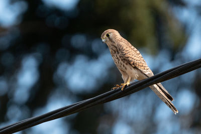 Low angle view of bird perching on branch