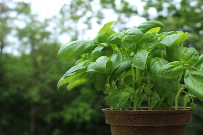 Close-up of potted plant