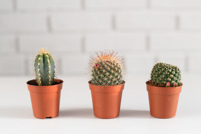 Close-up of potted plants on table