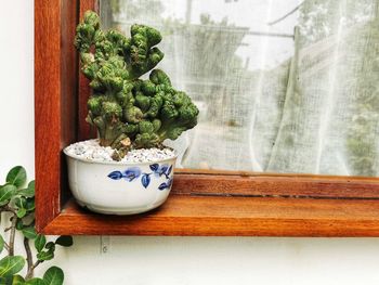 Close-up of potted plant on table