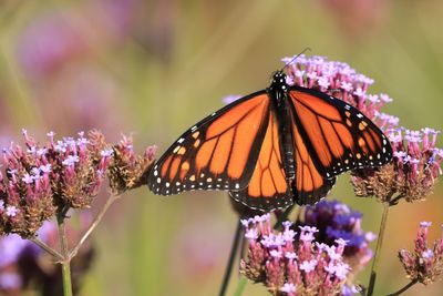 Close-up of butterfly pollinating on purple flower