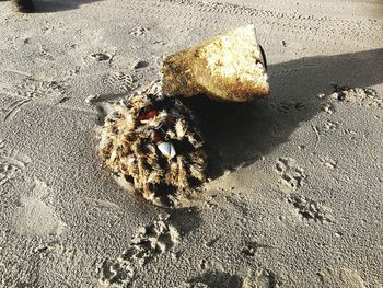 High angle view of bee on sand