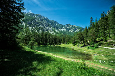 Scenic view of forest against sky