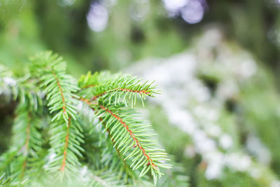 Close-up of pine tree