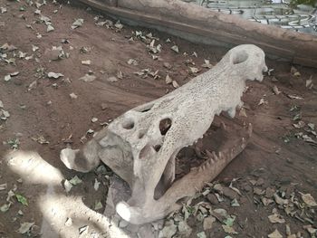 High angle view of animal skull on field