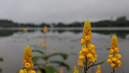 Close-up of yellow flowering plants by lake against sky