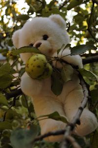 Close-up of fruits on tree