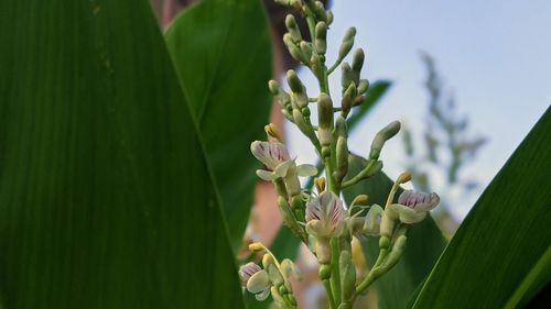 Close-up of flowering plant