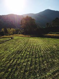 Scenic view of agricultural field