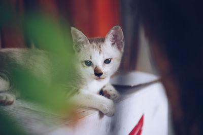 Portrait of kitten relaxing at home