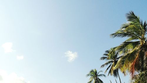 Low angle view of coconut palm trees against sky