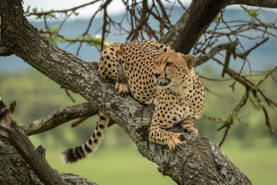 Male cheetah lies in tree looking left
