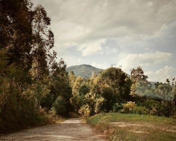 Road amidst trees in forest against sky