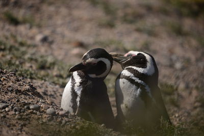 Couple of magallanes penguins in the nest
