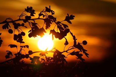 Close-up of silhouette plants against romantic sky at sunset