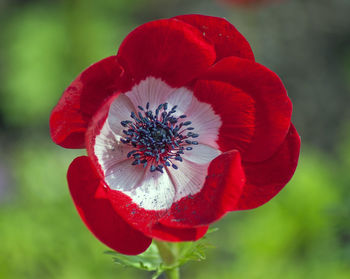 Close-up of red poppy flower