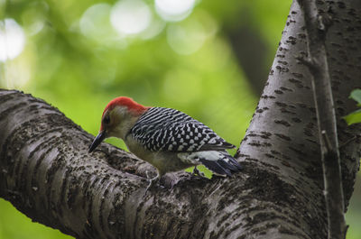 Close-up of bird perching on tree