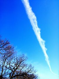 Low angle view of bare trees against blue sky