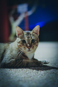 Close-up portrait of tabby cat on floor