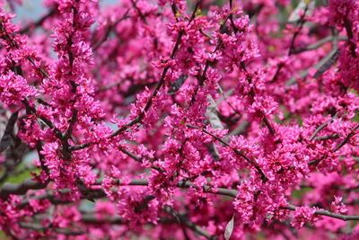 Close-up of pink cherry blossom