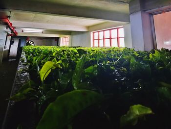 Plants in greenhouse