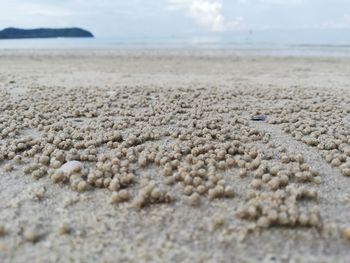 Surface level of pebble beach