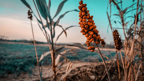 Close-up of flowering plants on field against sky