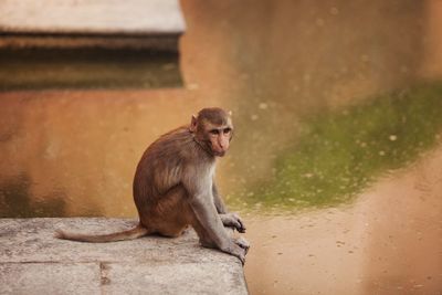 View of monkey sitting on wall