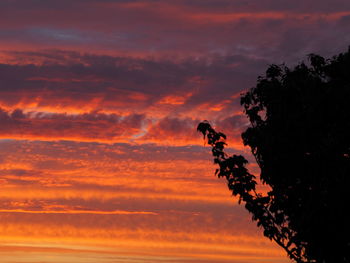 Low angle view of silhouette trees against dramatic sky