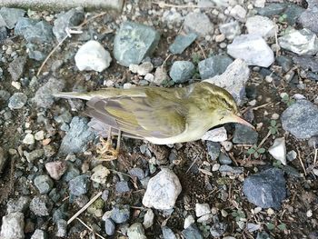 High angle view of bird