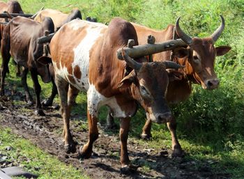 Cows standing in grass