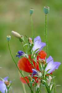 Close-up of honey bee pollinating on purple flower