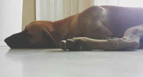 Dog sleeping on sofa