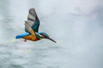 Bird flying over lake