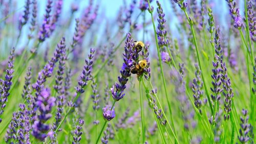 Bee pollinating on purple flowering plant