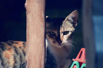 Close-up portrait of cat