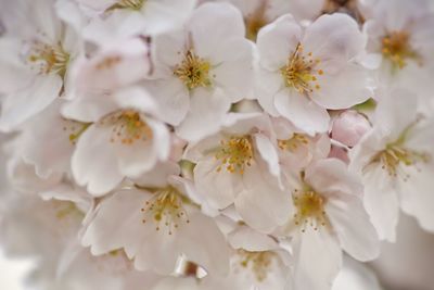 Full frame shot of white cherry blossoms