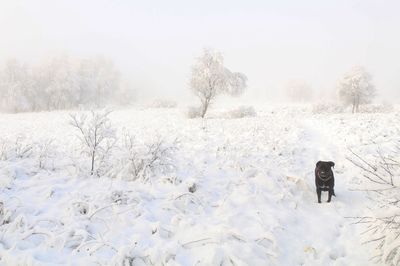 Person walking on snow covered trees during winter