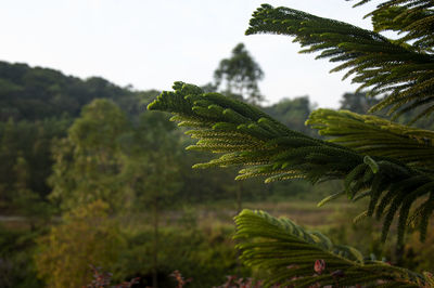 Nature view of pine tree leaf with hill and sky background. copy space and nature concept