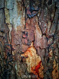 Full frame shot of tree trunk